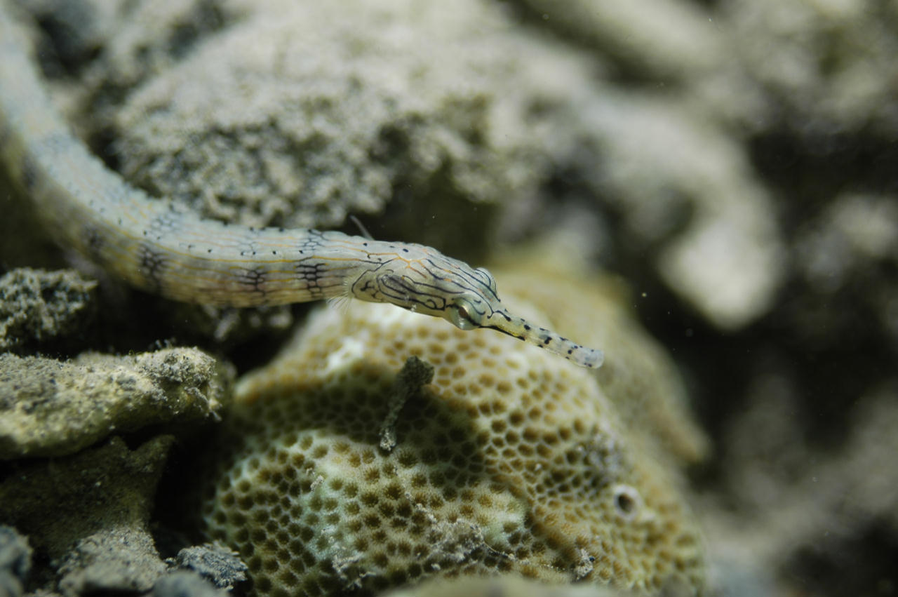 Corythoichthys flavofasciatus (Pesce ago reticolato)